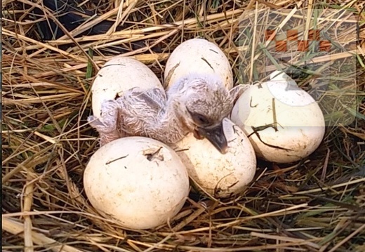 Störche und Storchennachwuchs in Schmißberg von Mai bis August 2021